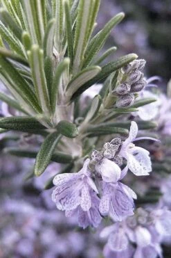 Gorizia Barbecue Skewers Rosemary - 1 Gallon Pot -Garden Plant Shop rosmarinus officinalis gorizia rosemary 7