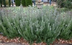 Gorizia Barbecue Skewers Rosemary - 1 Gallon Pot -Garden Plant Shop rosmarinus officinalis gorizia rosemary 8