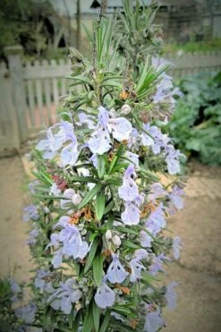 Gorizia Barbecue Skewers Rosemary - 1 Gallon Pot -Garden Plant Shop rosmarinus officinalis gorizia rosemary 9