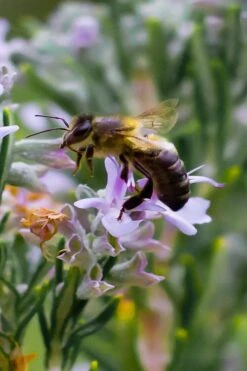 Salem Rosemary - 6 Pack Of Pint Pots -Garden Plant Shop rosmarinus officinalis salem rosemary 6 1