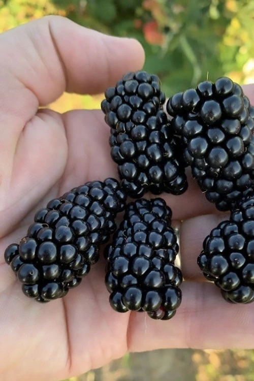 Prime Ark Horizon Blackberry Plant - 1 Gallon Pot 1 Prime Ark Horizon Blackberry Plant - 1 Gallon Pot