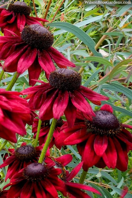 Cherry Brandy Rudbeckia (Black Eyed Susan) - 5 Pack Of Quart Pots 1 Cherry Brandy Rudbeckia (Black Eyed Susan) - 5 Pack Of Quart Pots