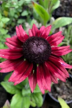 Cherry Brandy Rudbeckia (Black Eyed Susan) - 5 Pack Of Quart Pots 13 Cherry Brandy Rudbeckia (Black Eyed Susan) - 5 Pack Of Quart Pots -Garden Plant Shop rudbeckia cherry brandy 13