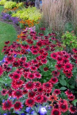 Cherry Brandy Rudbeckia (Black Eyed Susan) - 5 Pack Of Quart Pots 10 Cherry Brandy Rudbeckia (Black Eyed Susan) - 5 Pack Of Quart Pots -Garden Plant Shop rudbeckia cherry brandy 15