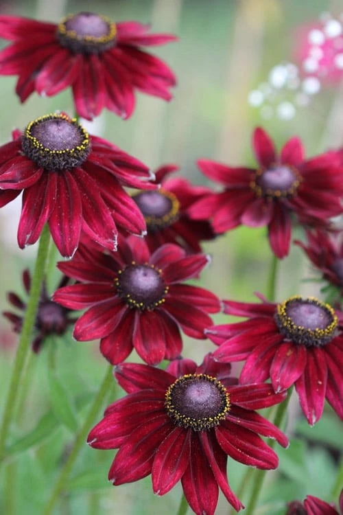 Cherry Brandy Rudbeckia (Black Eyed Susan) - 5 Pack Of Quart Pots 6 Cherry Brandy Rudbeckia (Black Eyed Susan) - 5 Pack Of Quart Pots - Image 6