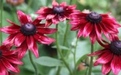 Cherry Brandy Rudbeckia (Black Eyed Susan) - 5 Pack Of Quart Pots 11 Cherry Brandy Rudbeckia (Black Eyed Susan) - 5 Pack Of Quart Pots -Garden Plant Shop rudbeckia cherry brandy 2 800x500 1