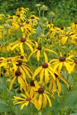 Sweet Coneflower (Rudbeckia Subtomentosa) - 1 Gallon Pot 15 Sweet Coneflower (Rudbeckia Subtomentosa) - 1 Gallon Pot -Garden Plant Shop rudbeckia subtomentosa sweet coneflower 3