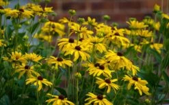 Sweet Coneflower (Rudbeckia Subtomentosa) - 1 Gallon Pot 12 Sweet Coneflower (Rudbeckia Subtomentosa) - 1 Gallon Pot -Garden Plant Shop rudbeckia subtomentosa sweet coneflower 4