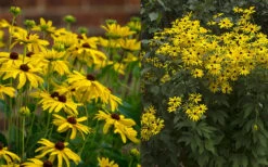 Sweet Coneflower (Rudbeckia Subtomentosa) - 6 Pack Of 1 Gallon Pots -Garden Plant Shop rudbeckia subtomentosa sweet coneflower 5 1