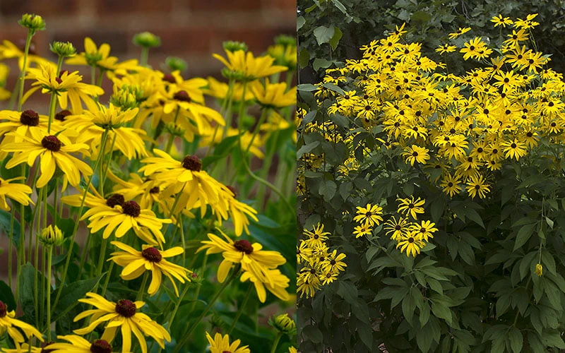 Sweet Coneflower (Rudbeckia Subtomentosa) - 1 Gallon Pot 7 Sweet Coneflower (Rudbeckia Subtomentosa) - 1 Gallon Pot - Image 7