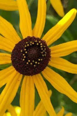 Sweet Coneflower (Rudbeckia Subtomentosa) - 6 Pack Of 1 Gallon Pots -Garden Plant Shop rudbeckia subtomentosa sweet coneflower 6 1