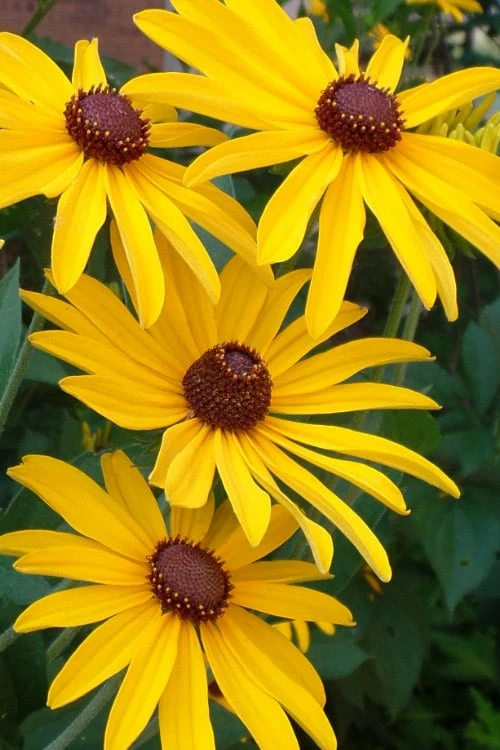 Sweet Coneflower (Rudbeckia Subtomentosa) - 1 Gallon Pot 1 Sweet Coneflower (Rudbeckia Subtomentosa) - 1 Gallon Pot