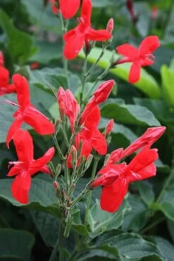 Ragin' Cajun Red Mexican Petunia (Ruellia Elegans) - 5 Pack Quart Pots 9 Ragin' Cajun Red Mexican Petunia (Ruellia Elegans) - 5 Pack Quart Pots -Garden Plant Shop ruellia elegans ragin cajun red mexican petunia 2