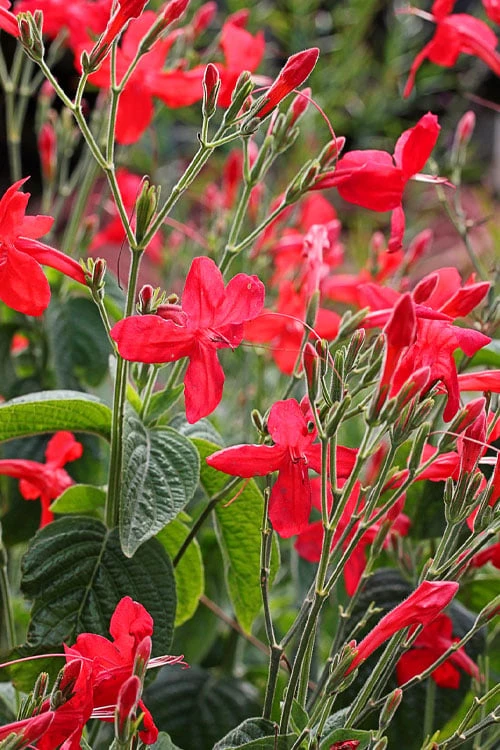 Ragin' Cajun Red Mexican Petunia (Ruellia Elegans) - 5 Pack Quart Pots 4 Ragin' Cajun Red Mexican Petunia (Ruellia Elegans) - 5 Pack Quart Pots - Image 4