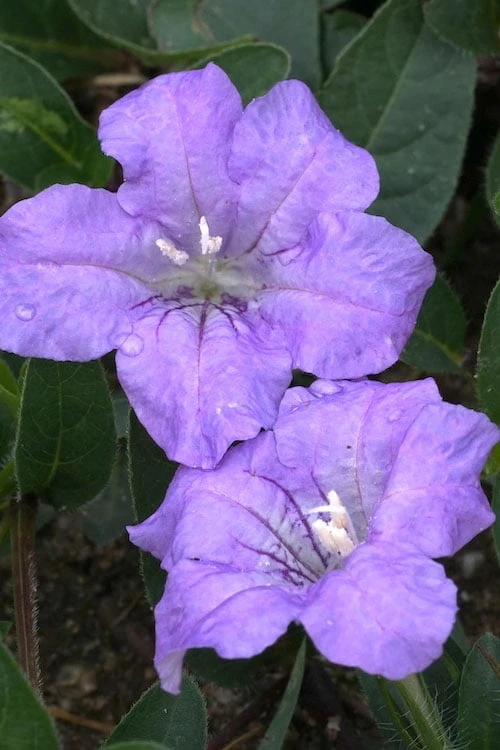 Fringeleaf Wild Petunia (Ruellia Humilis) - 1 Gallon Pot 1 Fringeleaf Wild Petunia (Ruellia Humilis) - 1 Gallon Pot