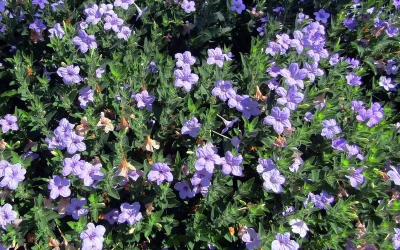 Fringeleaf Wild Petunia (Ruellia Humilis) - 1 Gallon Pot 5 Fringeleaf Wild Petunia (Ruellia Humilis) - 1 Gallon Pot - Image 5