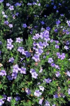 Fringeleaf Wild Petunia (Ruellia Humilis) - 1 Gallon Pot 11 Fringeleaf Wild Petunia (Ruellia Humilis) - 1 Gallon Pot -Garden Plant Shop ruellia humilis fringeleaf wild petunia 4