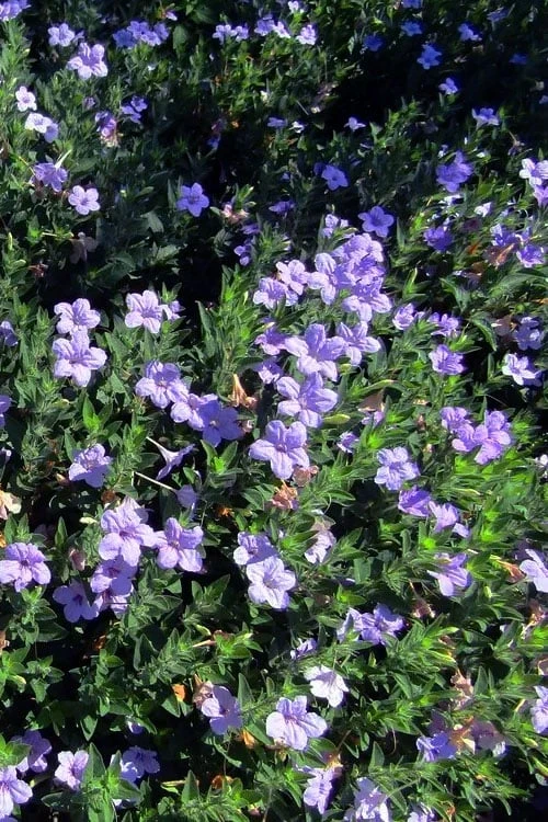 Fringeleaf Wild Petunia (Ruellia Humilis) - 1 Gallon Pot 6 Fringeleaf Wild Petunia (Ruellia Humilis) - 1 Gallon Pot - Image 6