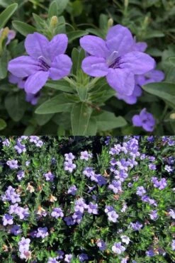 Fringeleaf Wild Petunia (Ruellia Humilis) - 1 Gallon Pot 8 Fringeleaf Wild Petunia (Ruellia Humilis) - 1 Gallon Pot -Garden Plant Shop ruellia humilis fringeleaf wild petunia 5
