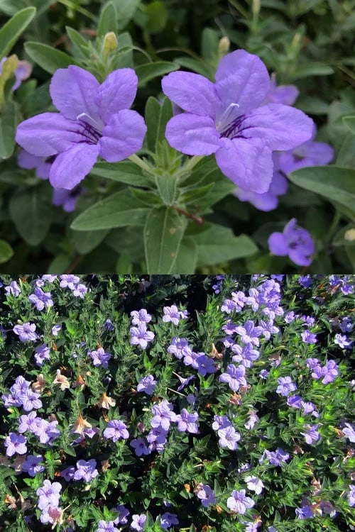 Fringeleaf Wild Petunia (Ruellia Humilis) - 1 Gallon Pot 3 Fringeleaf Wild Petunia (Ruellia Humilis) - 1 Gallon Pot - Image 3