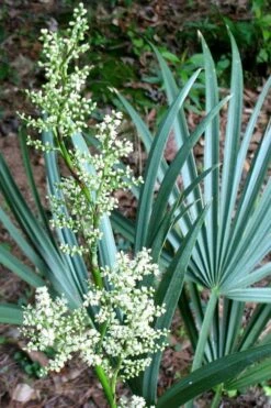 Blue Stem Dwarf Palmetto Palm (Sabal Minor) - 3 Gallon Pot 13 Blue Stem Dwarf Palmetto Palm (Sabal Minor) - 3 Gallon Pot -Garden Plant Shop sabal minor dwarf blue stem palmetto palm 1 1