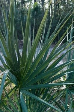 Blue Stem Dwarf Palmetto Palm (Sabal Minor) - 7 Gallon Pot 15 Blue Stem Dwarf Palmetto Palm (Sabal Minor) - 7 Gallon Pot -Garden Plant Shop sabal minor dwarf blue stem palmetto palm 3
