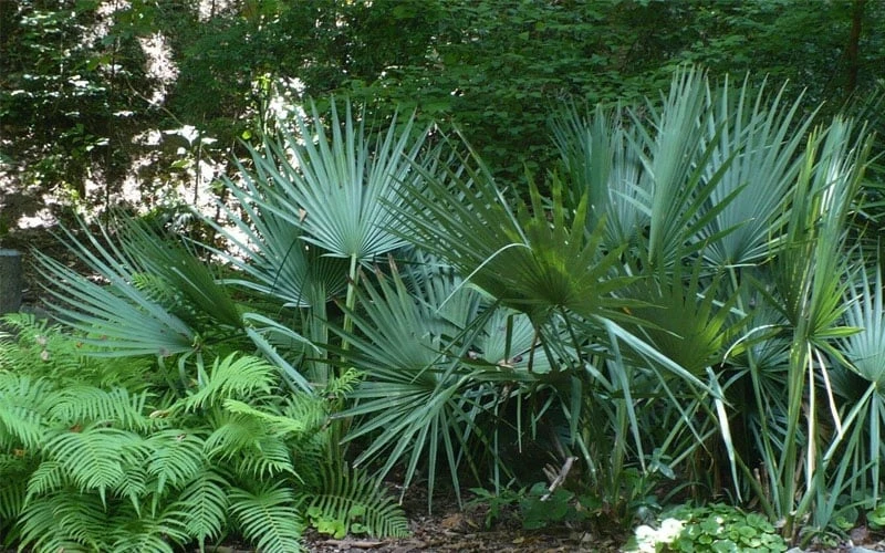 Blue Stem Dwarf Palmetto Palm (Sabal Minor) - 3 Gallon Pot 7 Blue Stem Dwarf Palmetto Palm (Sabal Minor) - 3 Gallon Pot - Image 7