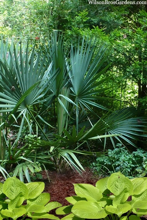 Blue Stem Dwarf Palmetto Palm (Sabal Minor) - 7 Gallon Pot 5 Blue Stem Dwarf Palmetto Palm (Sabal Minor) - 7 Gallon Pot - Image 5