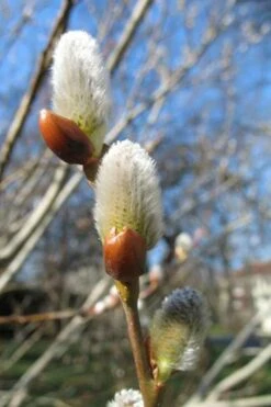 American Pussy Willow (Salix Discolor) - 1 Gallon Pot 21 American Pussy Willow (Salix Discolor) - 1 Gallon Pot -Garden Plant Shop salix bicolor pussy willow 10
