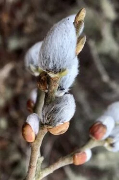 American Pussy Willow (Salix Discolor) - 1 Gallon Pot 20 American Pussy Willow (Salix Discolor) - 1 Gallon Pot -Garden Plant Shop salix discolor american pussy willow 3