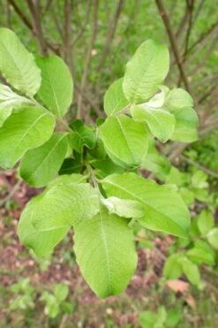 American Pussy Willow (Salix Discolor) - 1 Gallon Pot 19 American Pussy Willow (Salix Discolor) - 1 Gallon Pot -Garden Plant Shop salix discolor pussy willow 11
