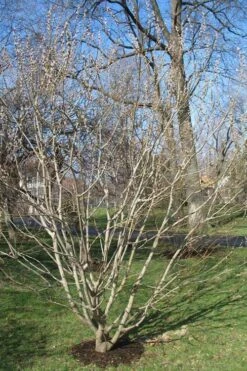 American Pussy Willow (Salix Discolor) - 1 Gallon Pot 18 American Pussy Willow (Salix Discolor) - 1 Gallon Pot -Garden Plant Shop salix discolor pussy willow 12