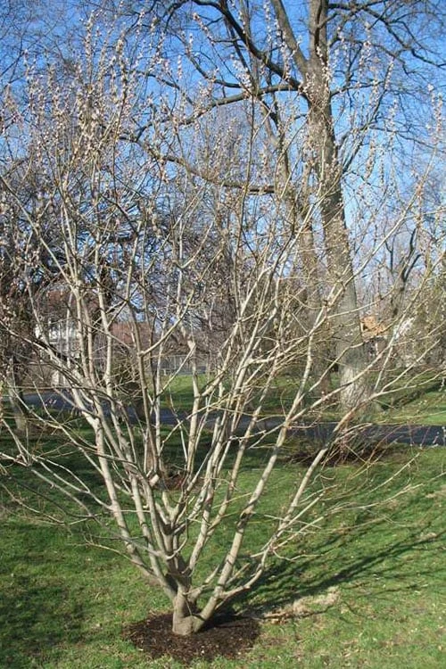 American Pussy Willow (Salix Discolor) - 1 Gallon Pot 7 American Pussy Willow (Salix Discolor) - 1 Gallon Pot - Image 7