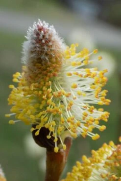 American Pussy Willow (Salix Discolor) - 1 Gallon Pot 17 American Pussy Willow (Salix Discolor) - 1 Gallon Pot -Garden Plant Shop salix discolor pussy willow 7