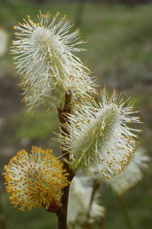 American Pussy Willow (Salix Discolor) - 1 Gallon Pot 12 American Pussy Willow (Salix Discolor) - 1 Gallon Pot - Image 12