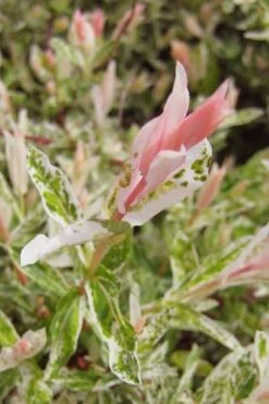 Flamingo Dappled Willow (Shrub Form) - 3 Gallon Pot 13 Flamingo Dappled Willow (Shrub Form) - 3 Gallon Pot -Garden Plant Shop salix integra flamingo dappled willow bush 3 1