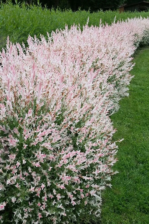 Flamingo Dappled Willow (Shrub Form) - 3 Gallon Pot 4 Flamingo Dappled Willow (Shrub Form) - 3 Gallon Pot - Image 4