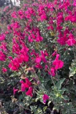 Heatwave Brilliance Salvia (Sage) - 1 Gallon Pot -Garden Plant Shop salvia greggii heatwave brilliance 10