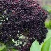 Bob Gordon American Elderberry (Sambucus Canadensis) - 1 Gallon Pot