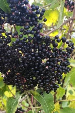 Ranch American Elderberry (Sambucus Canadensis) - 1 Gallon Pot