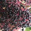 Wyldewood American Elderberry (Sambucus Canadensis) - 3 Gallon Pot