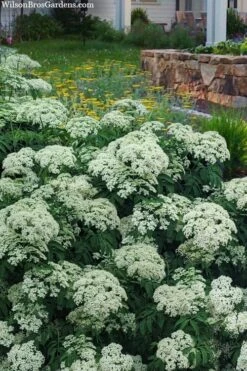 American Elderberry (Sambucus Nigra Canadensis) - 6 Pack Of 1 Gallon Pots -Garden Plant Shop sambucus nigra canadensis common elderberry 12 1