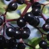 American Elderberry (Sambucus Nigra Canadensis) - 6 Pack Of 1 Gallon Pots