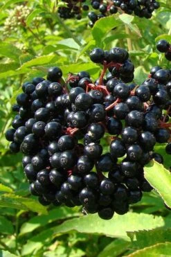 American Elderberry (Sambucus Nigra Canadensis) - 3 Gallon Pot -Garden Plant Shop sambucus nigra canadensis common elderberry 4 1
