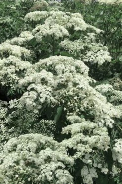Wyldewood American Elderberry (Sambucus Canadensis) - 1 Gallon Pot -Garden Plant Shop sambucus nigra canadensis common elderberry 7