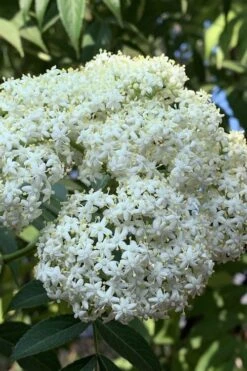Ranch American Elderberry (Sambucus Canadensis) - 3 Gallon Pot -Garden Plant Shop sambucus nigra canadensis common elderberry 9 4