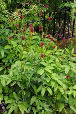 Great Burnet (Sanguisorba Officinalis) - 1 Gallon Pot -Garden Plant Shop sanguisorba officinalis great burnet 4