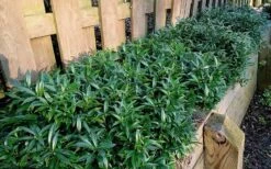 Fragrant Valley Sweetbox (Sarcococca) - 2 Gallon Pot -Garden Plant Shop sarcoccoca hookeriana sarsid 1 fragrant valley sweetbox 10