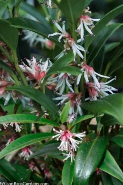 Fragrant Valley Sweetbox (Sarcococca) - 2 Gallon Pot -Garden Plant Shop sarcoccoca hookeriana sarsid 1 fragrant valley sweetbox 5