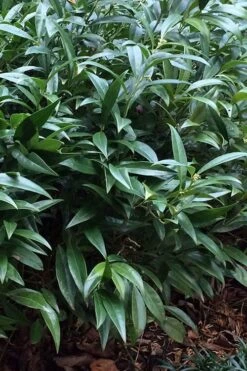 Fragrant Valley Sweetbox (Sarcococca) - 2 Gallon Pot -Garden Plant Shop sarcoccoca hookeriana sarsid 1 fragrant valley sweetbox 6